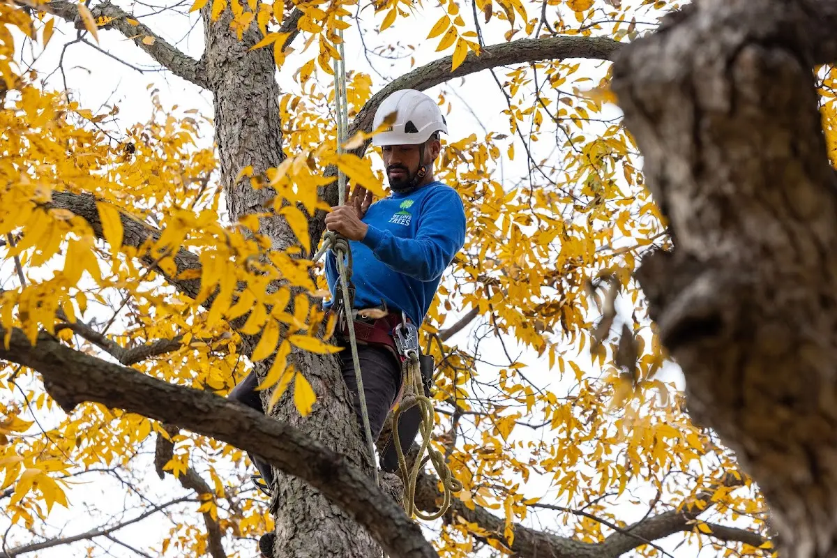 Skilled Tree Planing crew working in South Greenfield